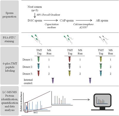 Proteomic Changes in Human Sperm During Sequential in vitro Capacitation and Acrosome Reaction